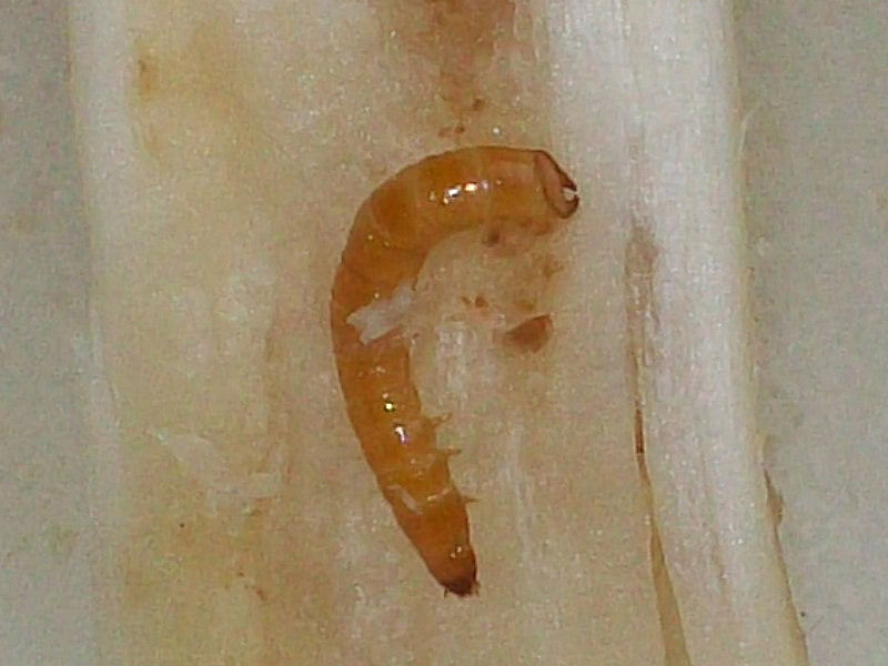 Aiuto per determinazione di larva in Calocybe gambosa